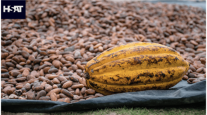 HSAT Achieves Over 95% Accuracy in Global Cocoa Yield Forecasting