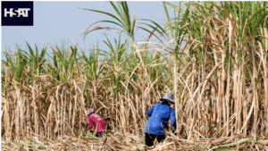 HSAT Unveils Groundbreaking Sugar Forecasting Tool with Accuracy Rates of Up to 98%